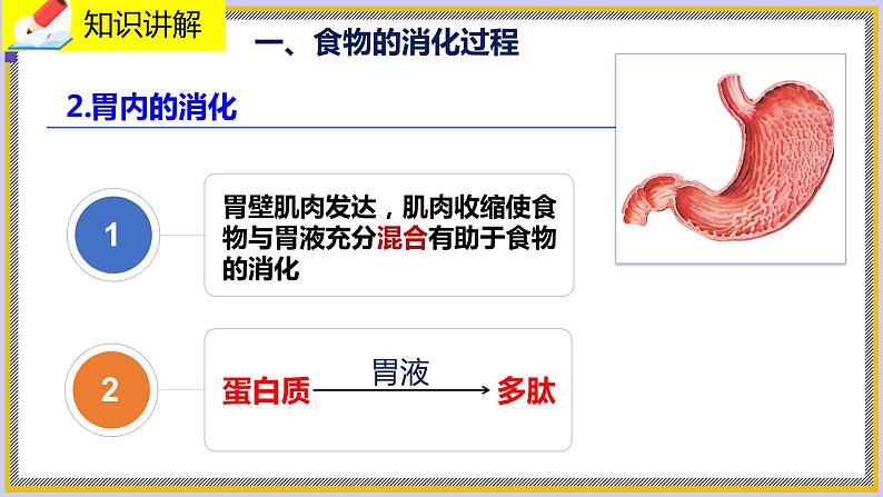 8.2.2《食物的消化和营养物质的吸收》课件第5页