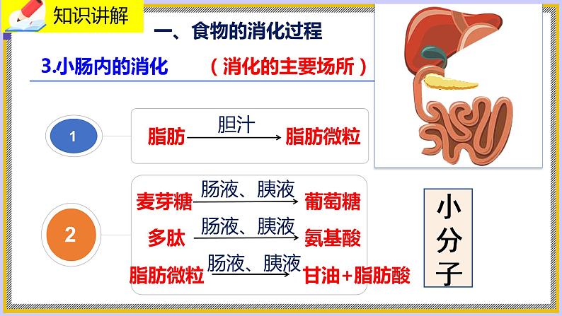 8.2.2《食物的消化和营养物质的吸收》课件第7页