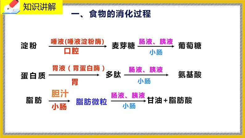 8.2.2《食物的消化和营养物质的吸收》课件第8页