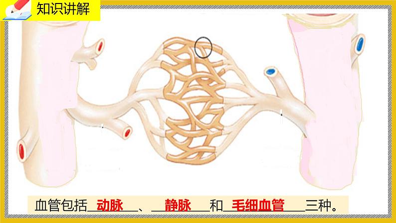 9.2.1《血液循环》课件PPT+教案+同步练习03