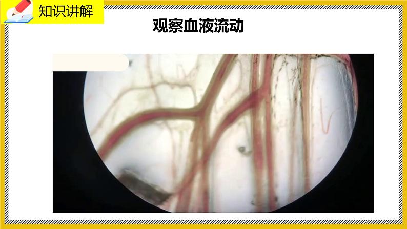 9.2.1《血液循环》课件PPT+教案+同步练习04