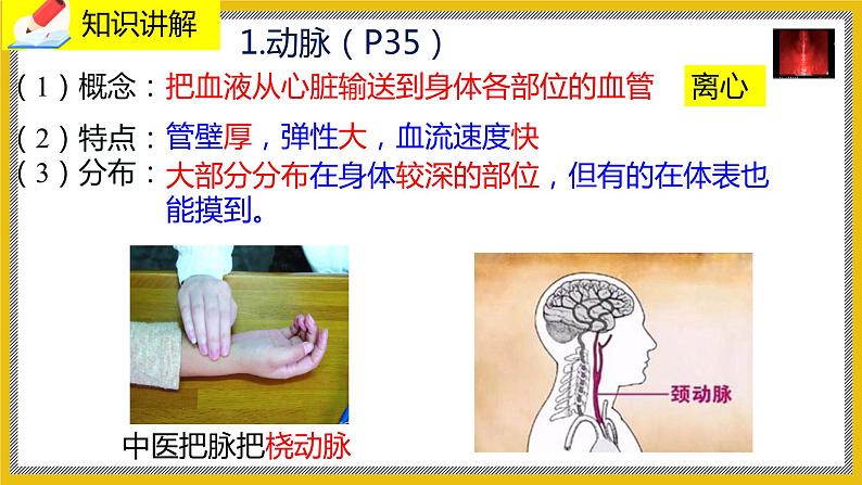 9.2.1《血液循环》课件PPT+教案+同步练习06