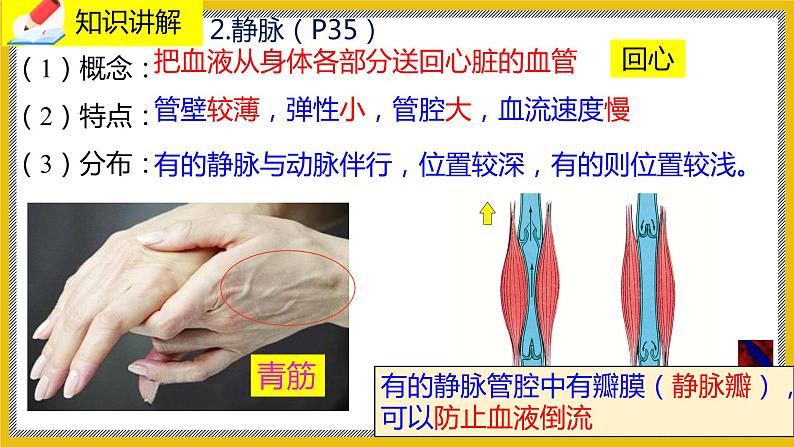 9.2.1《血液循环》课件PPT+教案+同步练习07