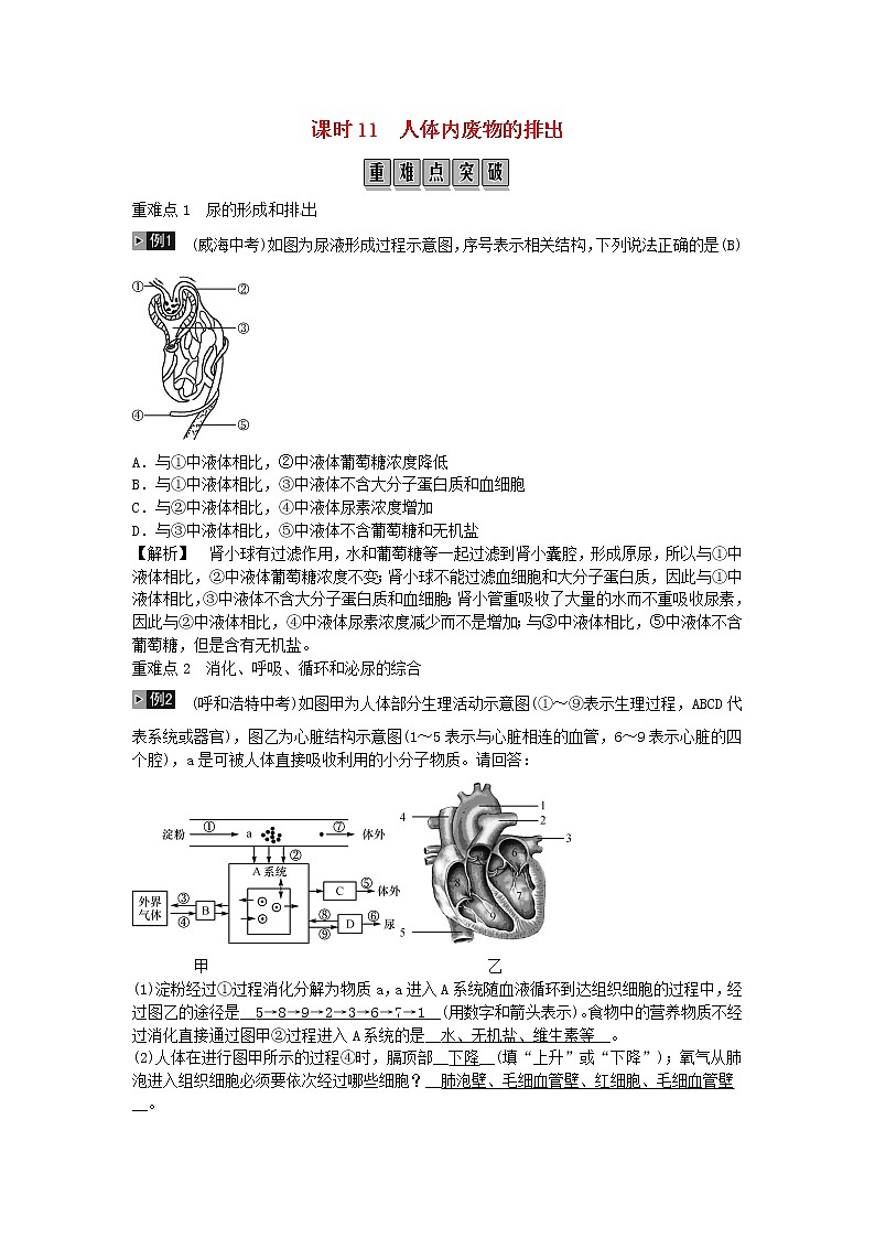 初中生物中考复习 2019年中考生物总复习主题四生物圈中的人课时11人体内废物的排出01