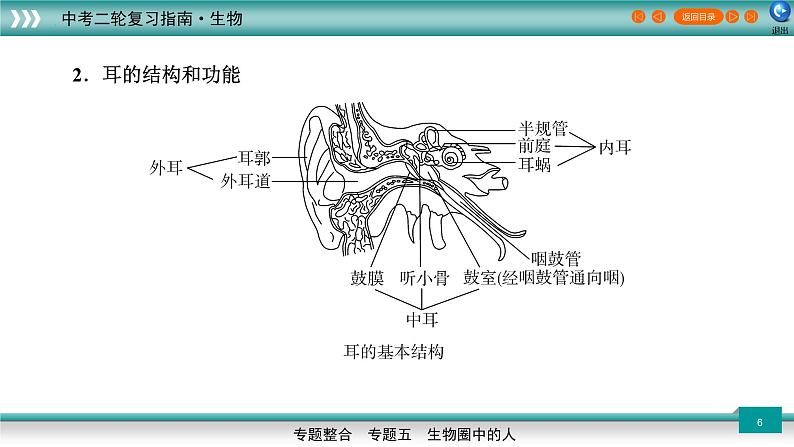 初中生物中考复习 5 3人体代谢废物的排出、生命活动的调节及人类的起源和进化（上课用课件）-【过专题】2022年中考生物二轮精准高效复习第6页