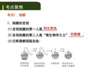 初中生物中考复习 八、（二）细菌、真菌和病毒课件PPT