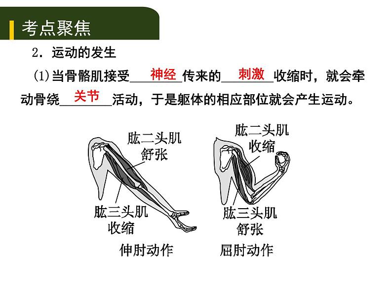 初中生物中考复习 2020年中考生物复习课件（含2019中考真题）六、动物的运动和行为第4页