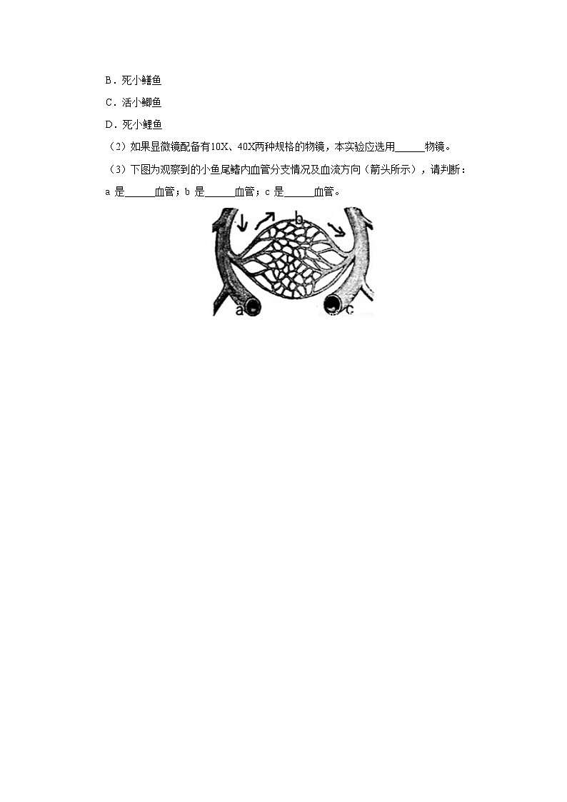 初中生物中考复习 初中生物实验突破（通用版）：观察小鱼尾鳍内血液的流动课后作业03