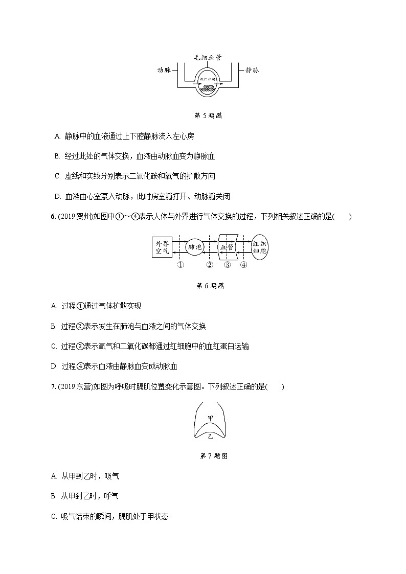 初中生物中考复习 第3讲 人体的呼吸 试卷02