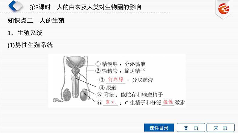 初中生物中考复习 第9单元　人的由来及人类对生物圈的影响课件PPT06