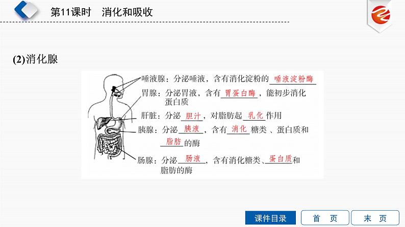 初中生物中考复习 第11单元　消化和吸收课件PPT04