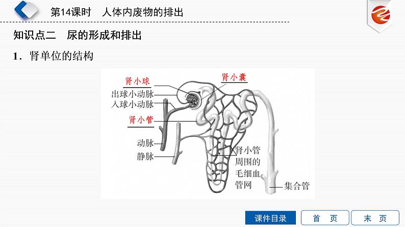 初中生物中考复习 第14单元　人体内废物的排出课件PPT05