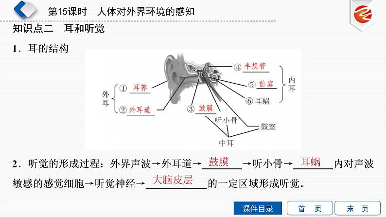 初中生物中考复习 第15单元　人体对外界环境的感知课件PPT第6页