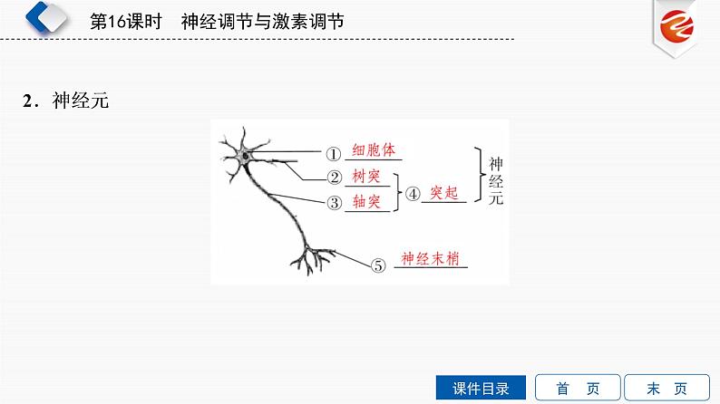 初中生物中考复习 第16单元　神经调节与激素调节课件PPT第4页