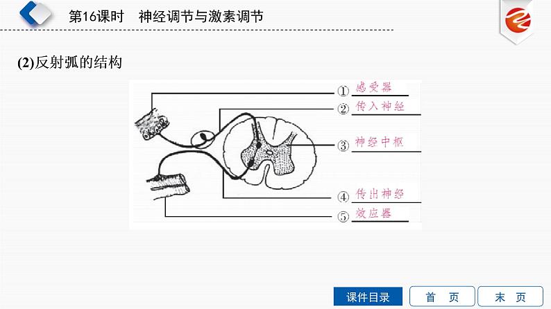 初中生物中考复习 第16单元　神经调节与激素调节课件PPT第6页