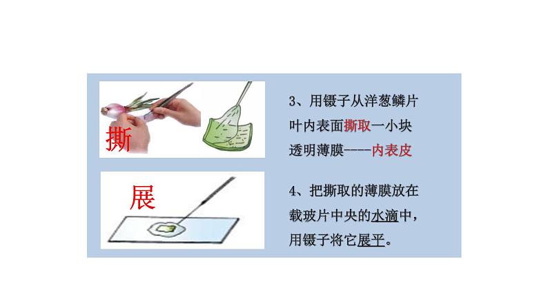 初中生物中考复习 初中生物实验突破（通用版）：制作并观察植物细胞临时装片课件06