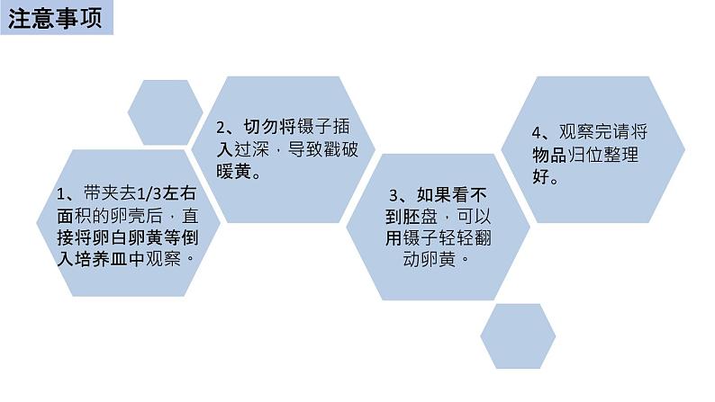 初中生物中考复习 初中生物实验突破（通用版）：观察鸡卵的结构课件第6页