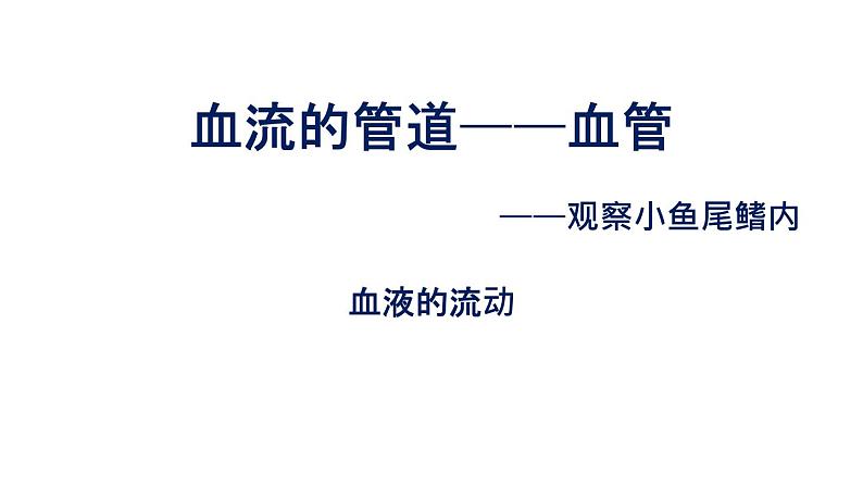 初中生物中考复习 初中生物实验突破（通用版）：观察小鱼尾鳍内血液的流动课件01