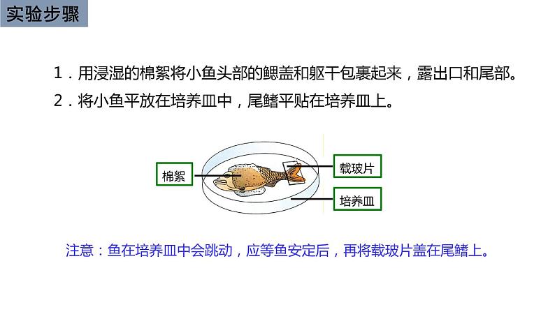 初中生物中考复习 初中生物实验突破（通用版）：观察小鱼尾鳍内血液的流动课件05