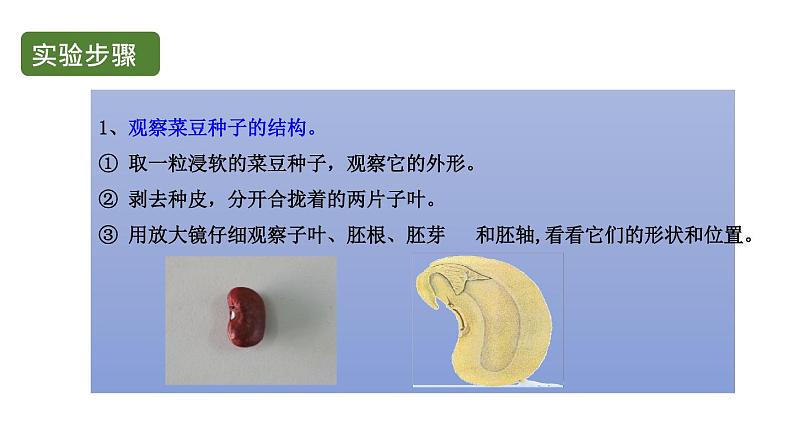 初中生物中考复习 初中生物实验突破（通用版）：观察种子的结构课件05