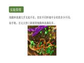 初中生物中考复习 初中生物实验突破（通用版）：检测不同环境中的细菌和真菌课件