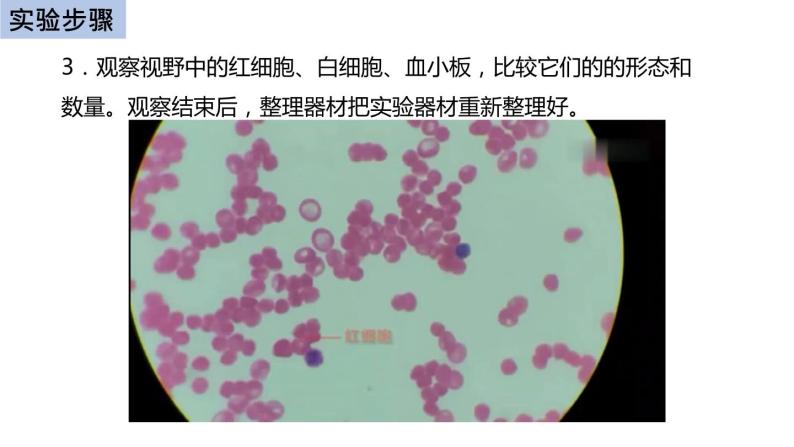 初中生物中考复习 初中生物实验突破（通用版）：用显微镜观察人血的永久涂片课件07
