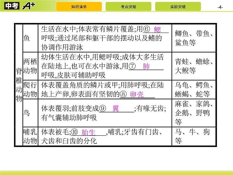 初中生物中考复习 第1讲　动物的主要类群课件PPT第4页