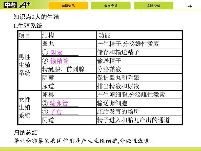 初中生物中考复习 第1讲　人的由来及人类对生物圈的影响课件PPT第4页