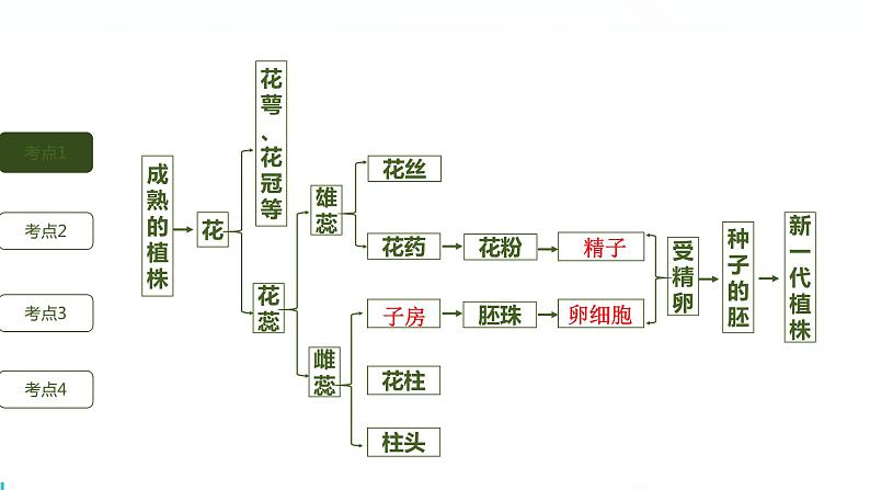 初中生物中考复习 第1讲 生物的生殖和发育课件PPT03