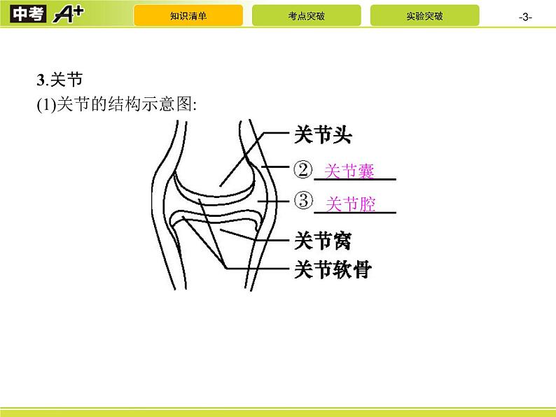 初中生物中考复习 第2讲　动物的运动和行为及动物在生物圈中的作用课件PPT03