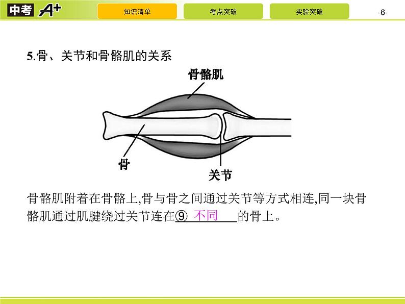 初中生物中考复习 第2讲　动物的运动和行为及动物在生物圈中的作用课件PPT06