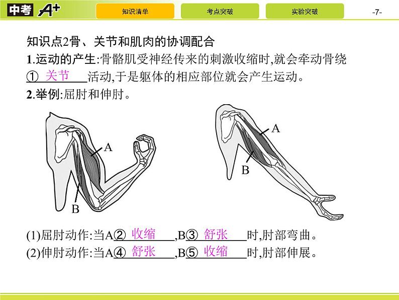 初中生物中考复习 第2讲　动物的运动和行为及动物在生物圈中的作用课件PPT07