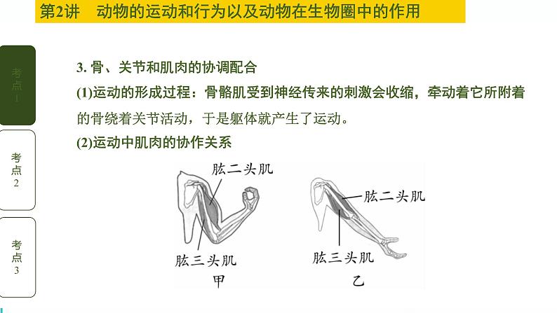 初中生物中考复习 第2讲 动物的运动和行为以及动物在生物圈中的作用课件PPT06