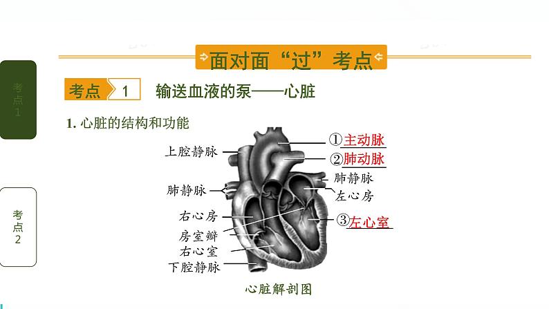 初中生物中考复习 第5讲 心脏和血液循环课件PPT第2页
