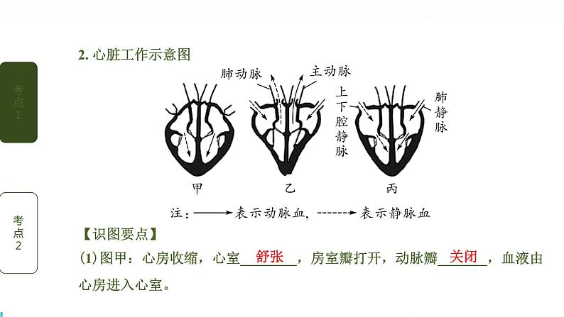 初中生物中考复习 第5讲 心脏和血液循环课件PPT第5页