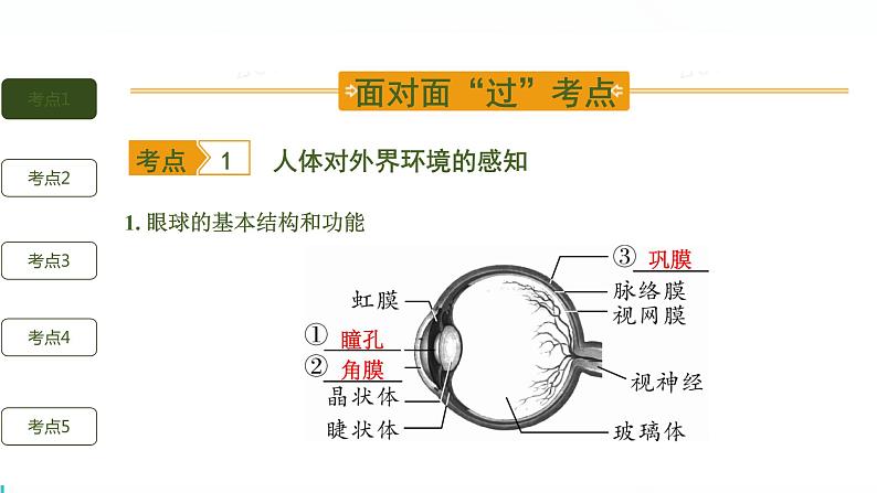 初中生物中考复习 第7讲 人体生命活动的调节与人类活动对生物圈的影响课件PPT02