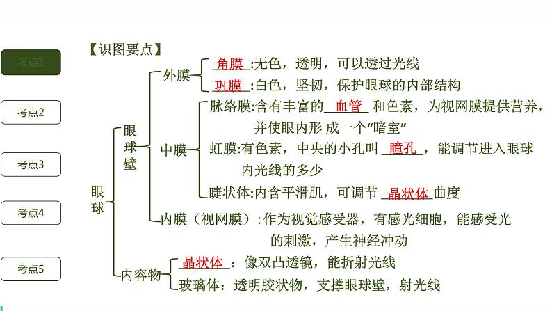 初中生物中考复习 第7讲 人体生命活动的调节与人类活动对生物圈的影响课件PPT03