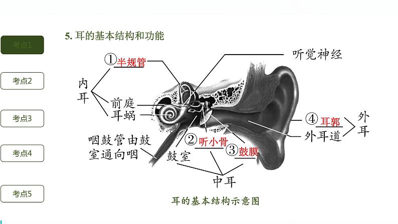 初中生物中考复习 第7讲 人体生命活动的调节与人类活动对生物圈的影响课件PPT08