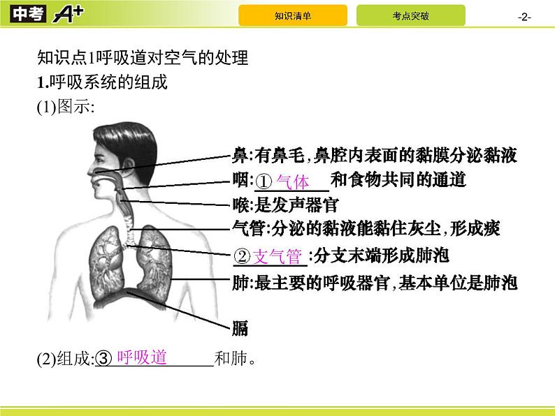 初中生物中考复习 第3讲　人体的呼吸课件PPT第2页