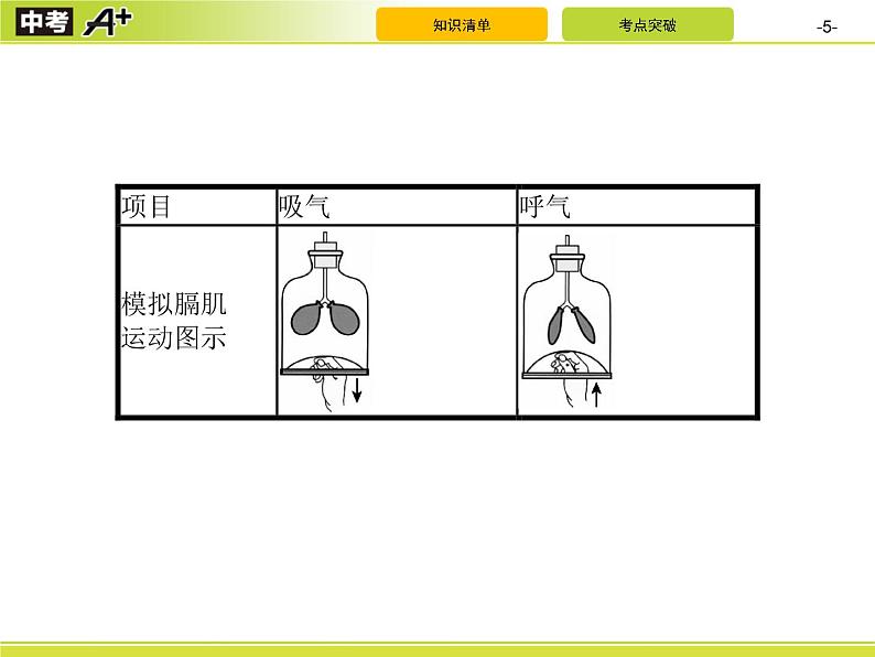 初中生物中考复习 第3讲　人体的呼吸课件PPT第5页