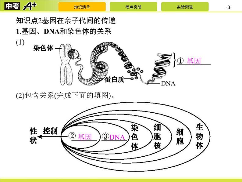 初中生物中考复习 第2讲　生物的遗传与变异课件PPT03
