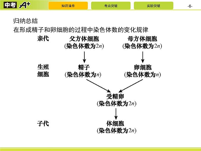 初中生物中考复习 第2讲　生物的遗传与变异课件PPT06