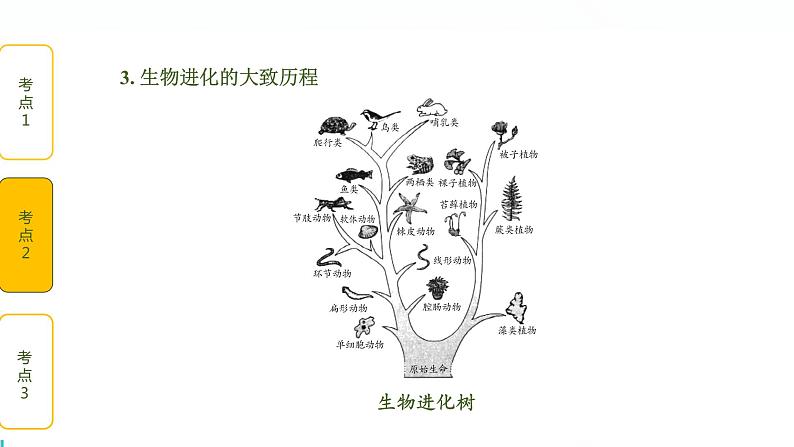 初中生物中考复习 第3讲 生命起源和生物生物进化课件PPT第5页