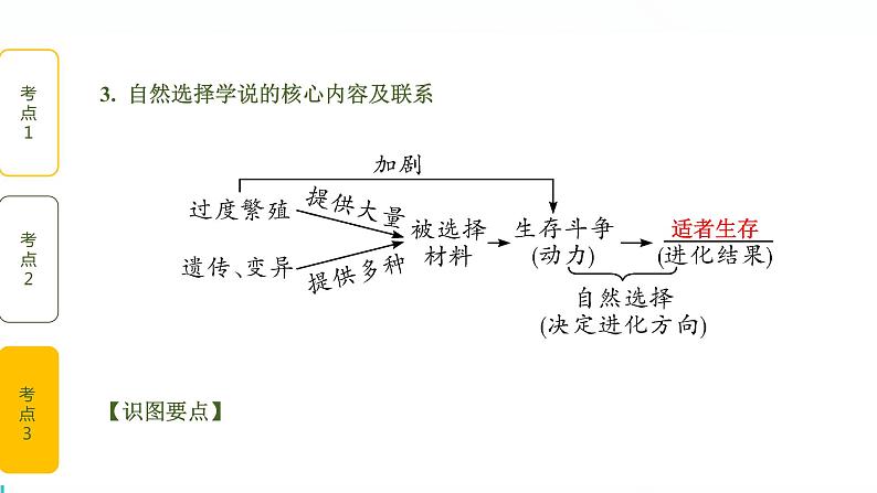 初中生物中考复习 第3讲 生命起源和生物生物进化课件PPT第8页