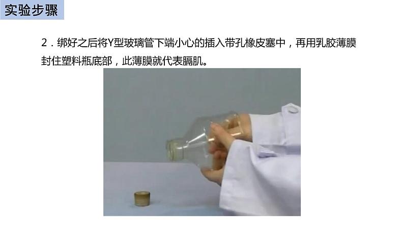 初中生物中考复习 初中生物实验突破（通用版）：膈肌运动的模拟实验课件第6页