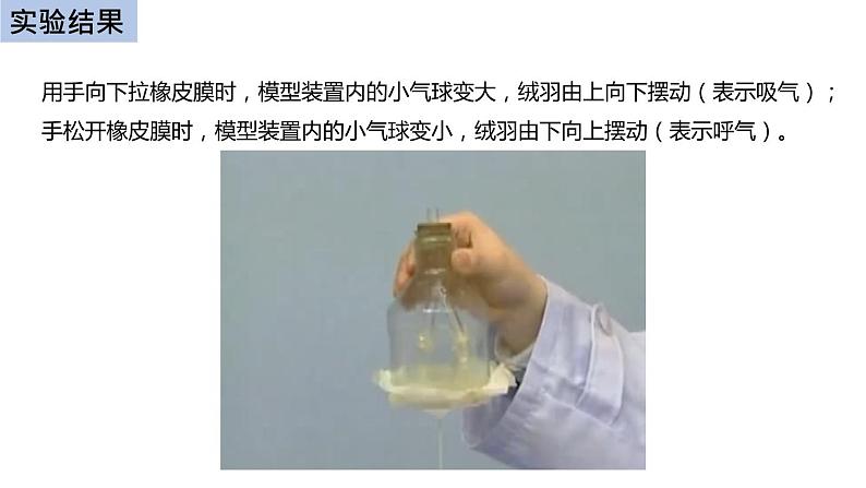 初中生物中考复习 初中生物实验突破（通用版）：膈肌运动的模拟实验课件第8页