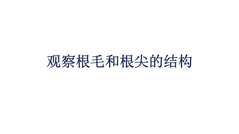 初中生物中考复习 初中生物实验突破（通用版）：观察根毛和根尖的结构课件第1页