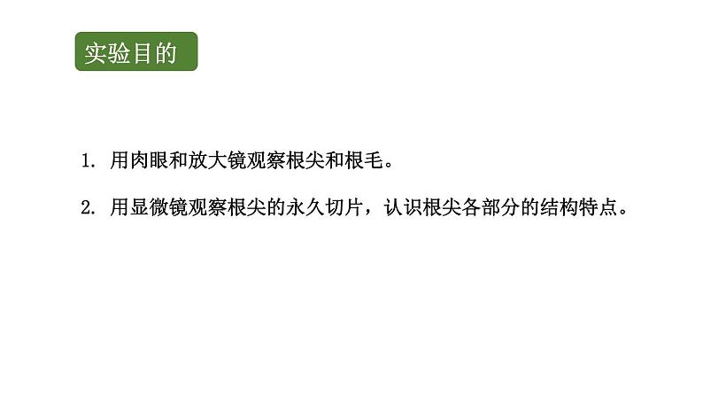 初中生物中考复习 初中生物实验突破（通用版）：观察根毛和根尖的结构课件第2页