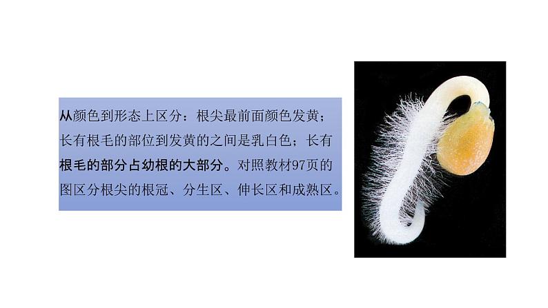 初中生物中考复习 初中生物实验突破（通用版）：观察根毛和根尖的结构课件第7页