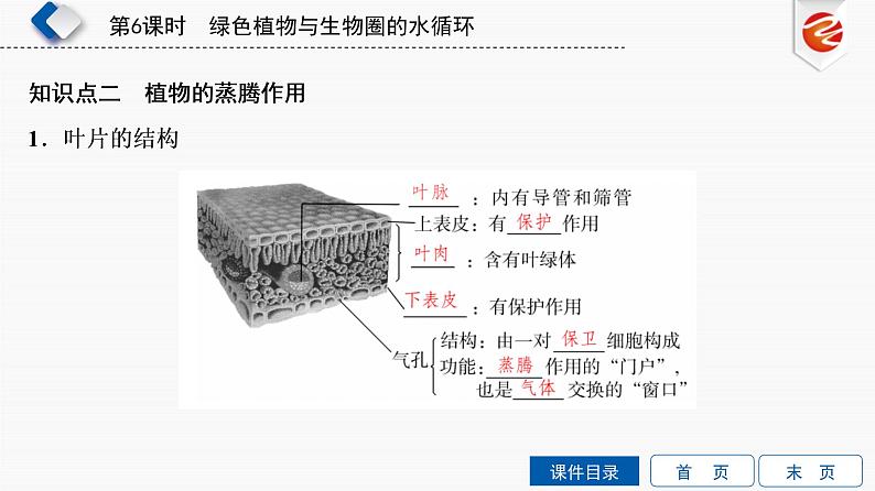 初中生物中考复习 第6单元　绿色植物与生物圈的水循环课件PPT第4页